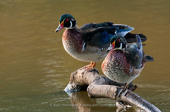 Wood Duck Males