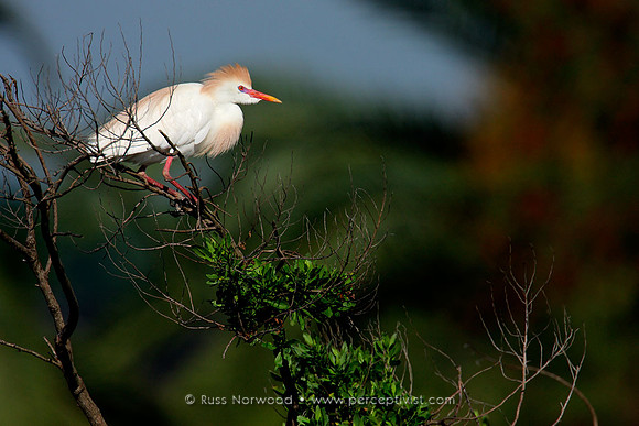 Cattle Egret