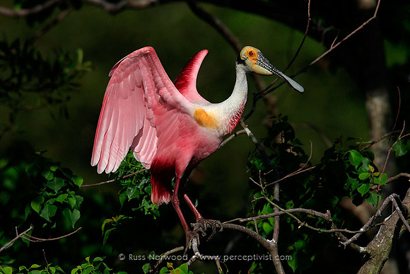 Roseate Spoonbill