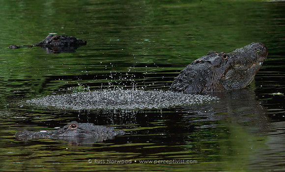 Alligator Courtship Call