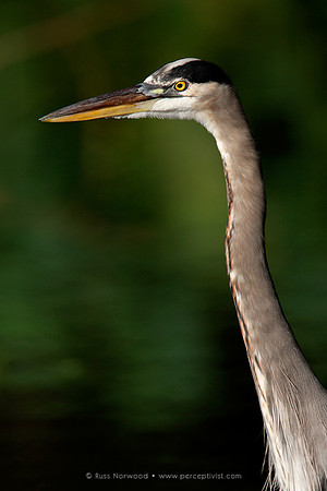 Great Blue Heron with Shad