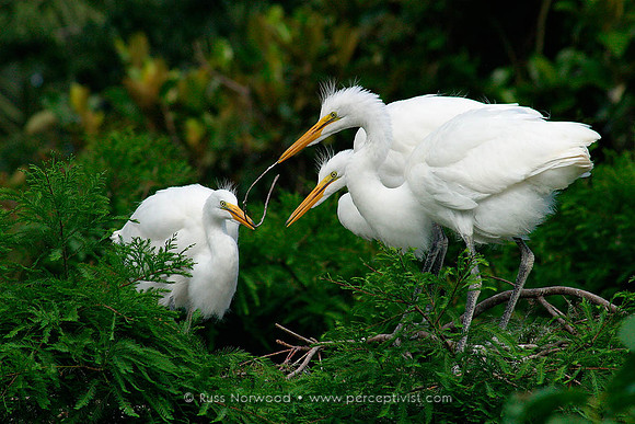 Three in the Nest