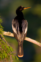 Anhinga