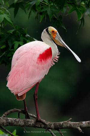 Roseate Spoonbill