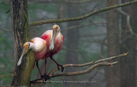 Spoonbill Foreplay