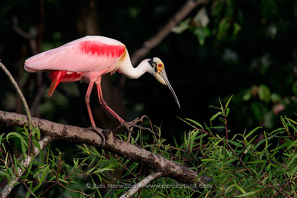 Roseate Spoonbill