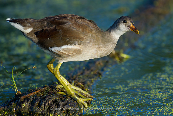 Juvenile Moorhen