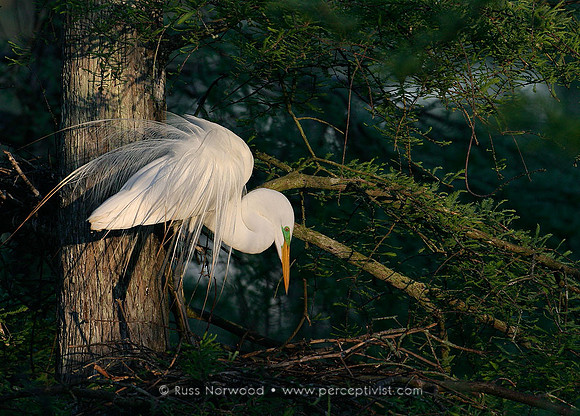 Great Egret