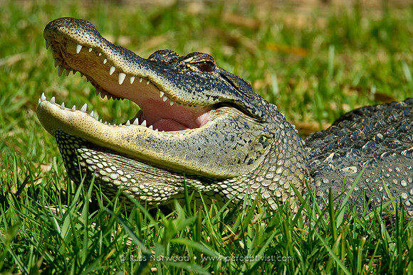 Alligator Gape