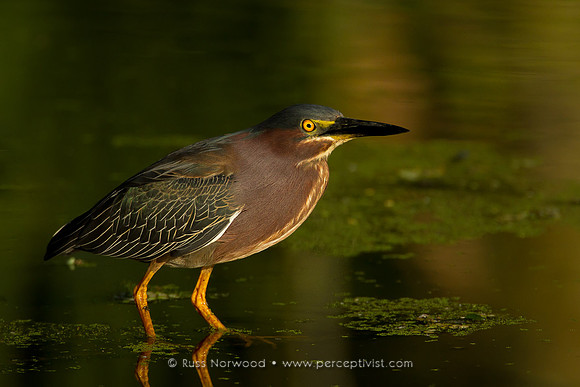 Green Heron