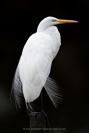 Great Egret Posed